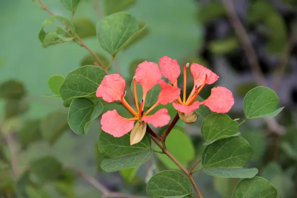 Orange Orchid Bush, (Tree), Red Bau (Bauhinia Galpinii) — Its branches arch gracefully and are adorned with two-lobed; originating from South Africa, image 65