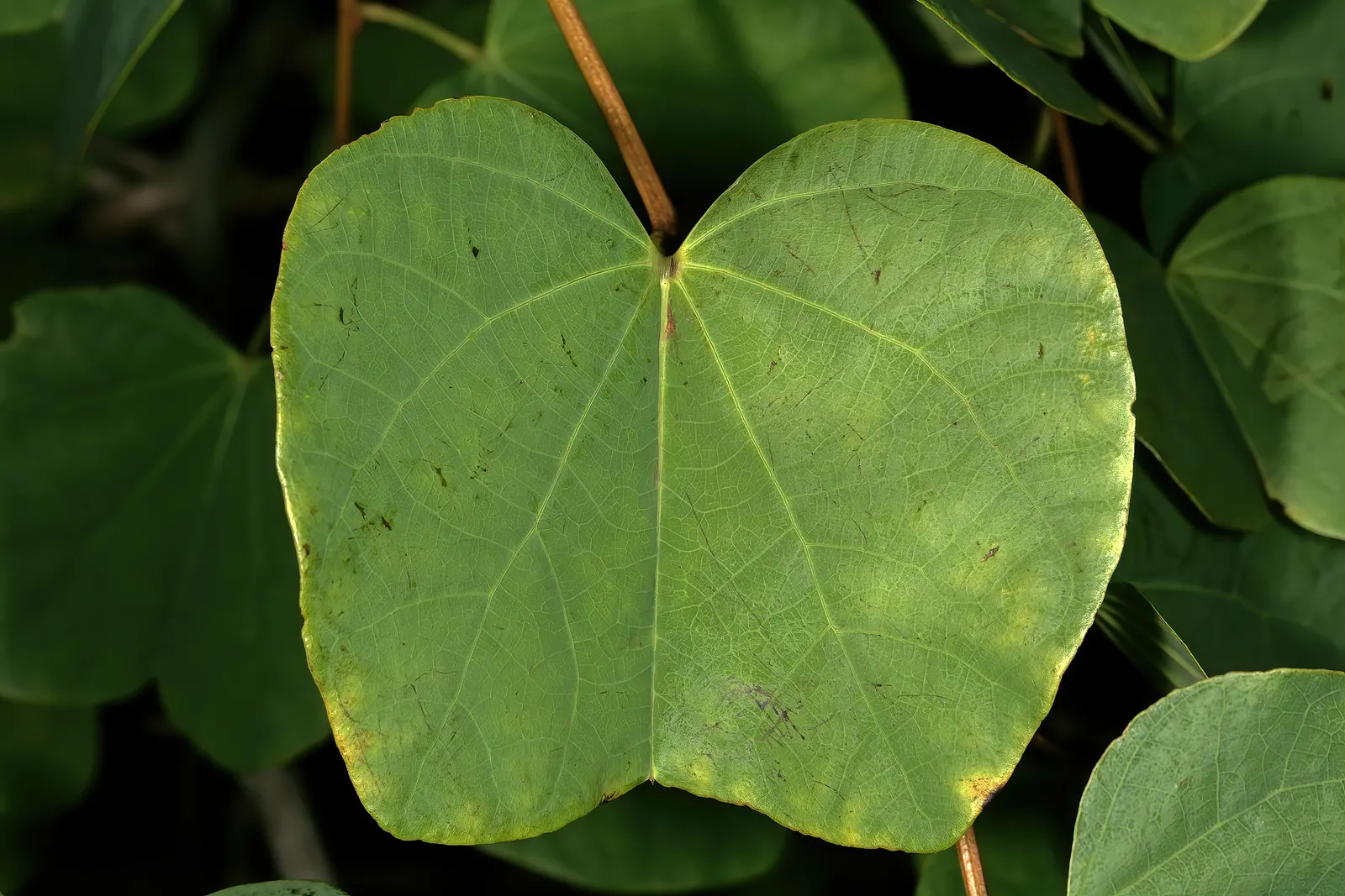 Orange Orchid Bush, (Tree), Red Bau (Bauhinia Galpinii) — commonly known as the Orange Orchid Bush or Red Bau; sprawling shrub with distinctive