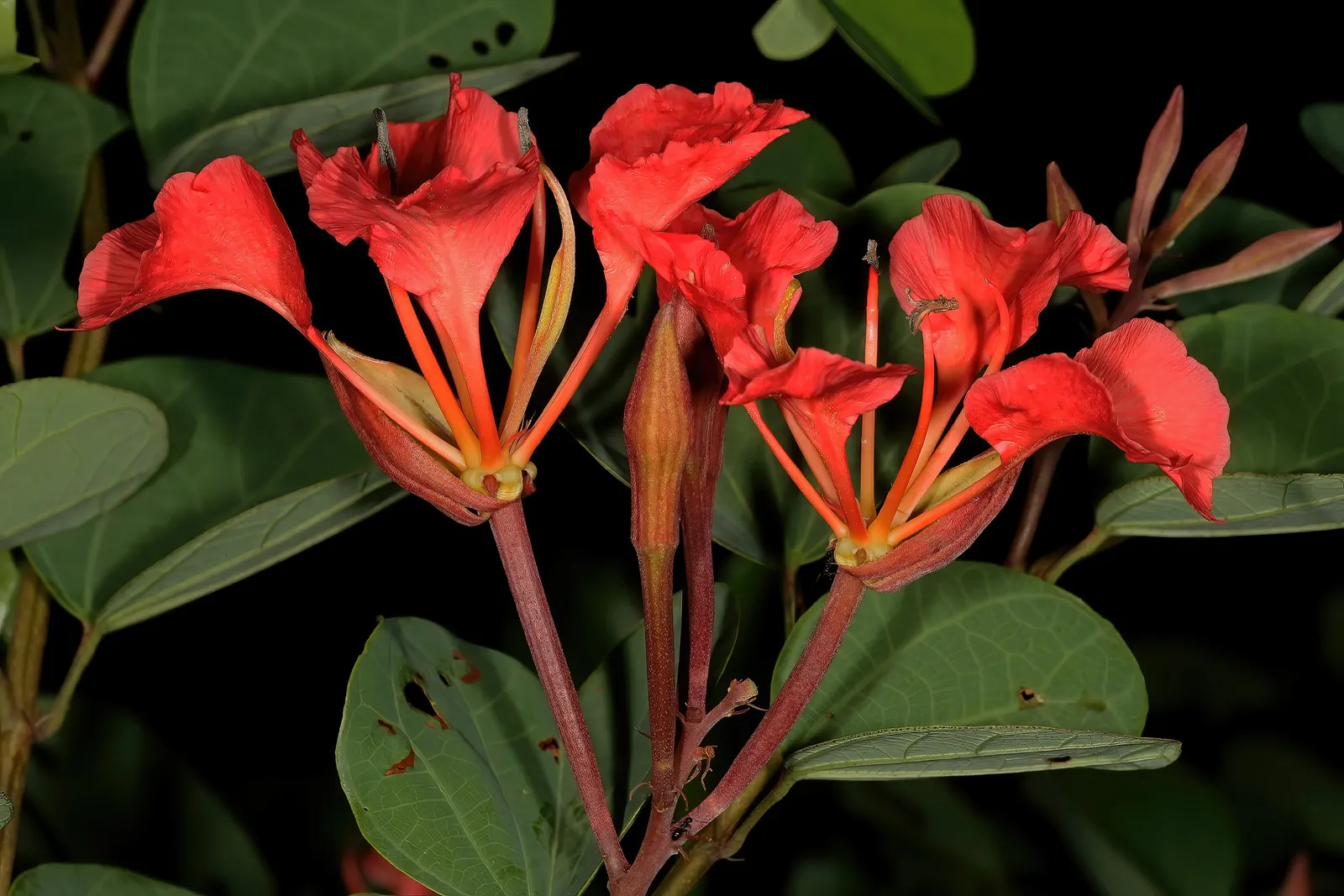 Orange Orchid Bush, (Tree), Red Bau (Bauhinia Galpinii) — sprawling shrub with distinctive; preferring full sun to partial shade, image 53