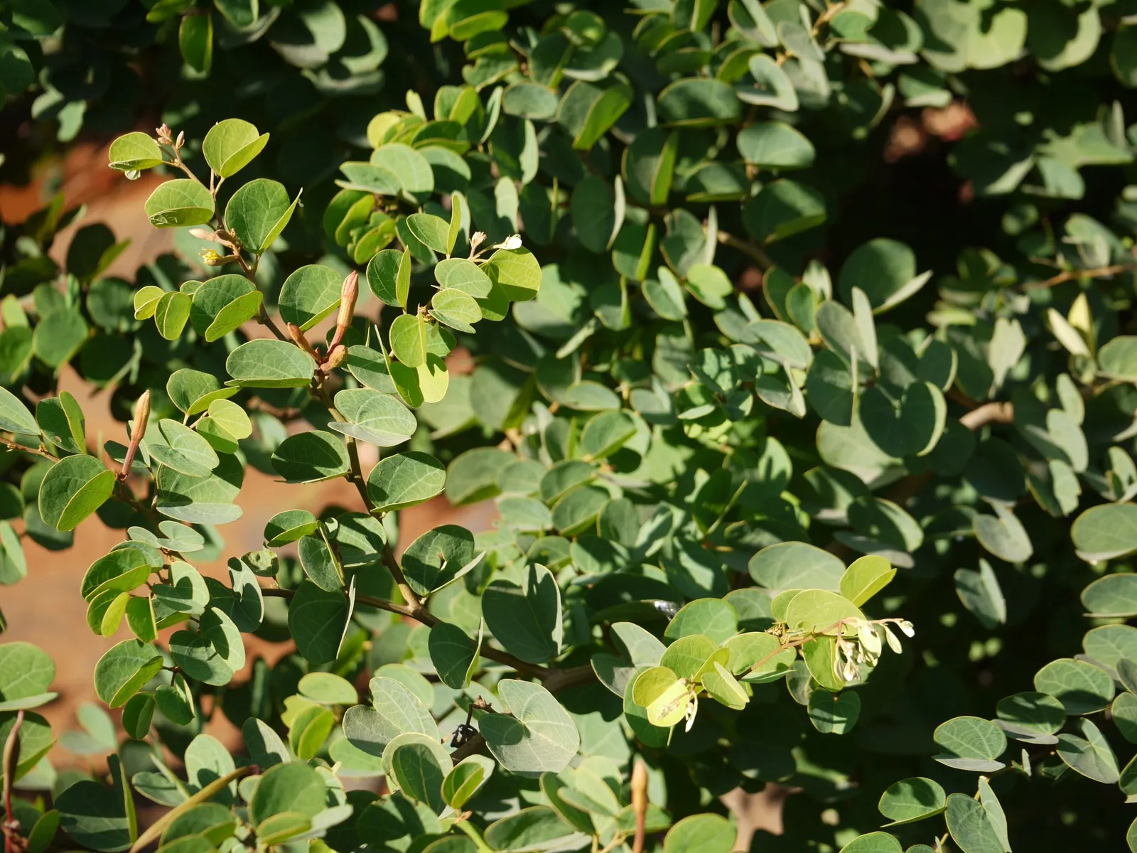 Orange Orchid Bush, (Tree), Red Bau (Bauhinia Galpinii) — sprawling shrub with distinctive