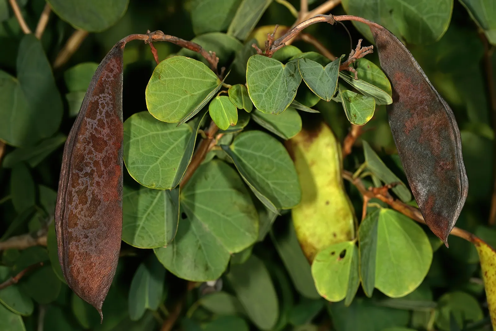 Orange Orchid Bush, (Tree), Red Bau (Bauhinia Galpinii) — Preferring full sun to partial shade; shrub with orange and red blooms