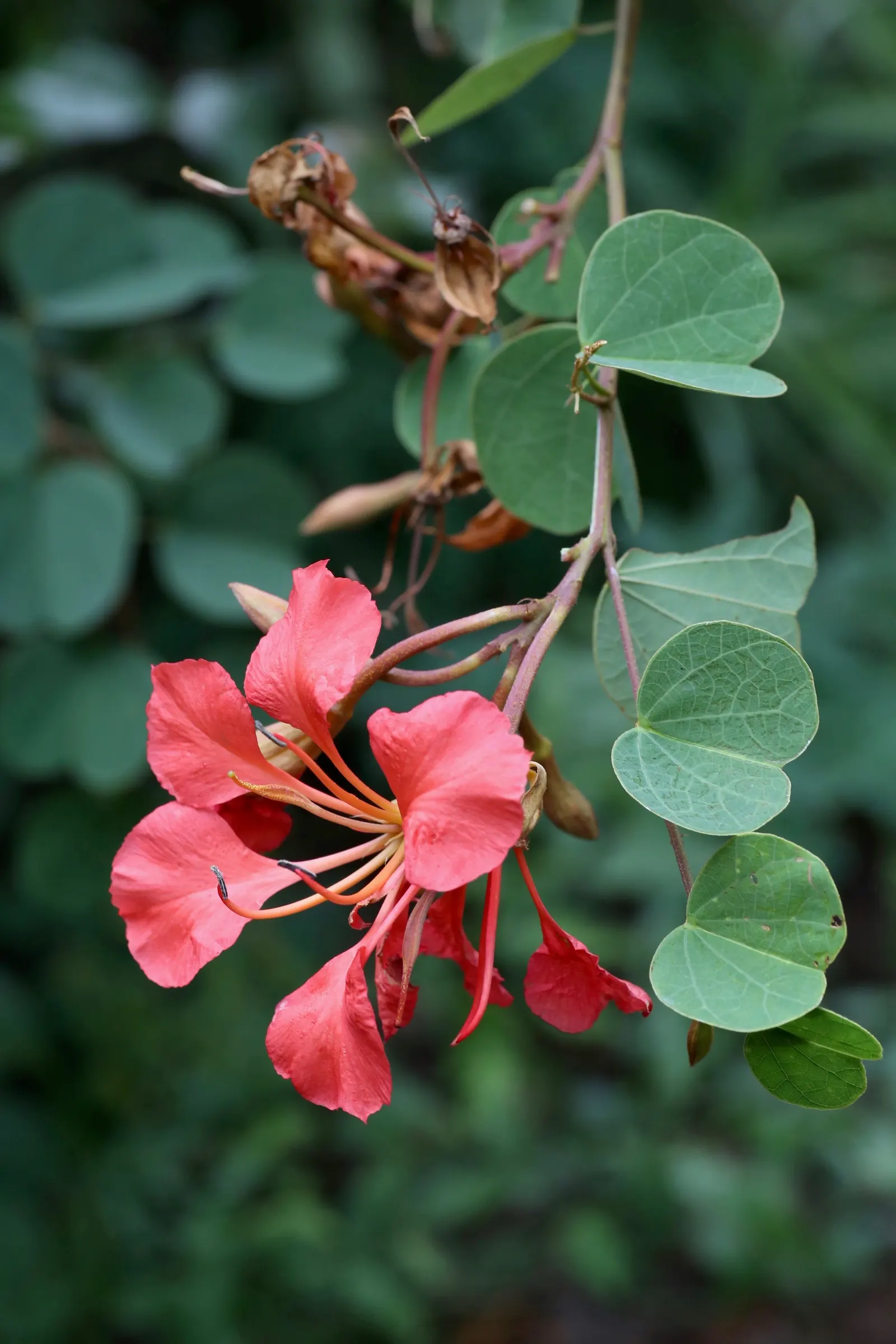 Orange Orchid Bush, (Tree), Red Bau (Bauhinia Galpinii) — adding to the lively ambiance of your garden.<br><br>Preferring full sun to light shade