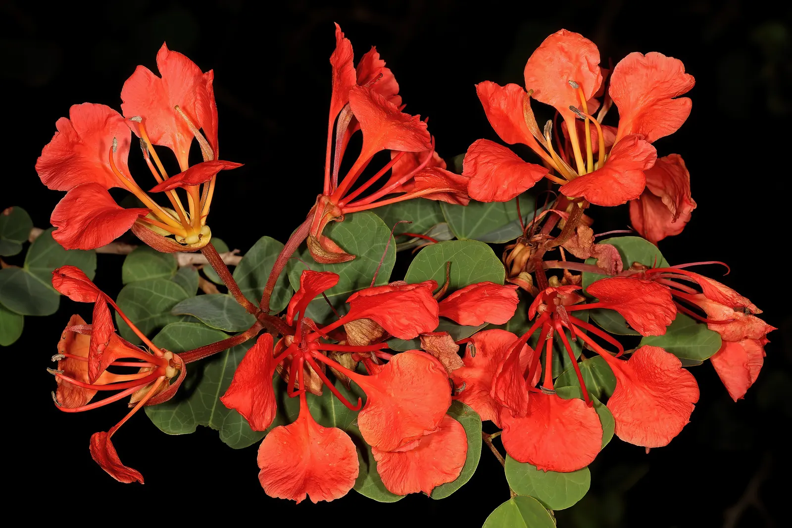 Orange Orchid Bush, (Tree), Red Bau (Bauhinia Galpinii) — lush foliage and striking reddish-orange flowers resembling orchids; this Bauhinia species is