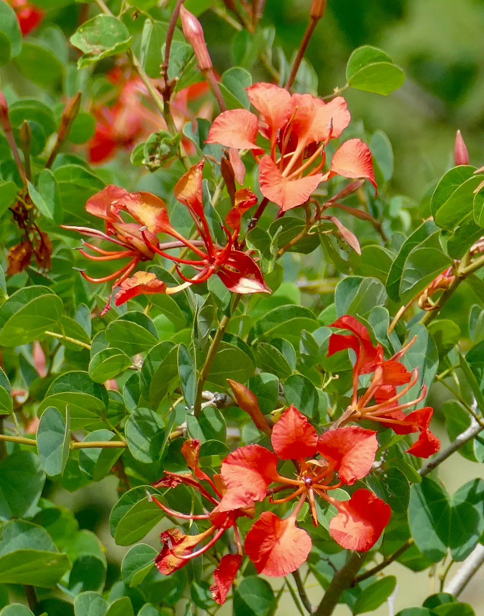 Orange Orchid Bush, (Tree), Red Bau (Bauhinia Galpinii) — this vibrant and resilient plant will reward the onlooker with bursts of color and, image 49