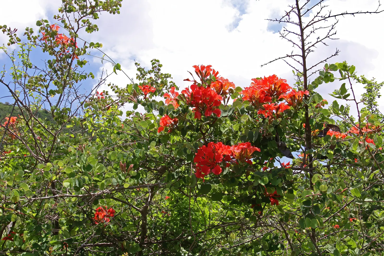 Orange Orchid Bush, (Tree), Red Bau (Bauhinia Galpinii) — which turn a warm yellow before shedding in the fall.<br><br>From late spring to fall; orange and red