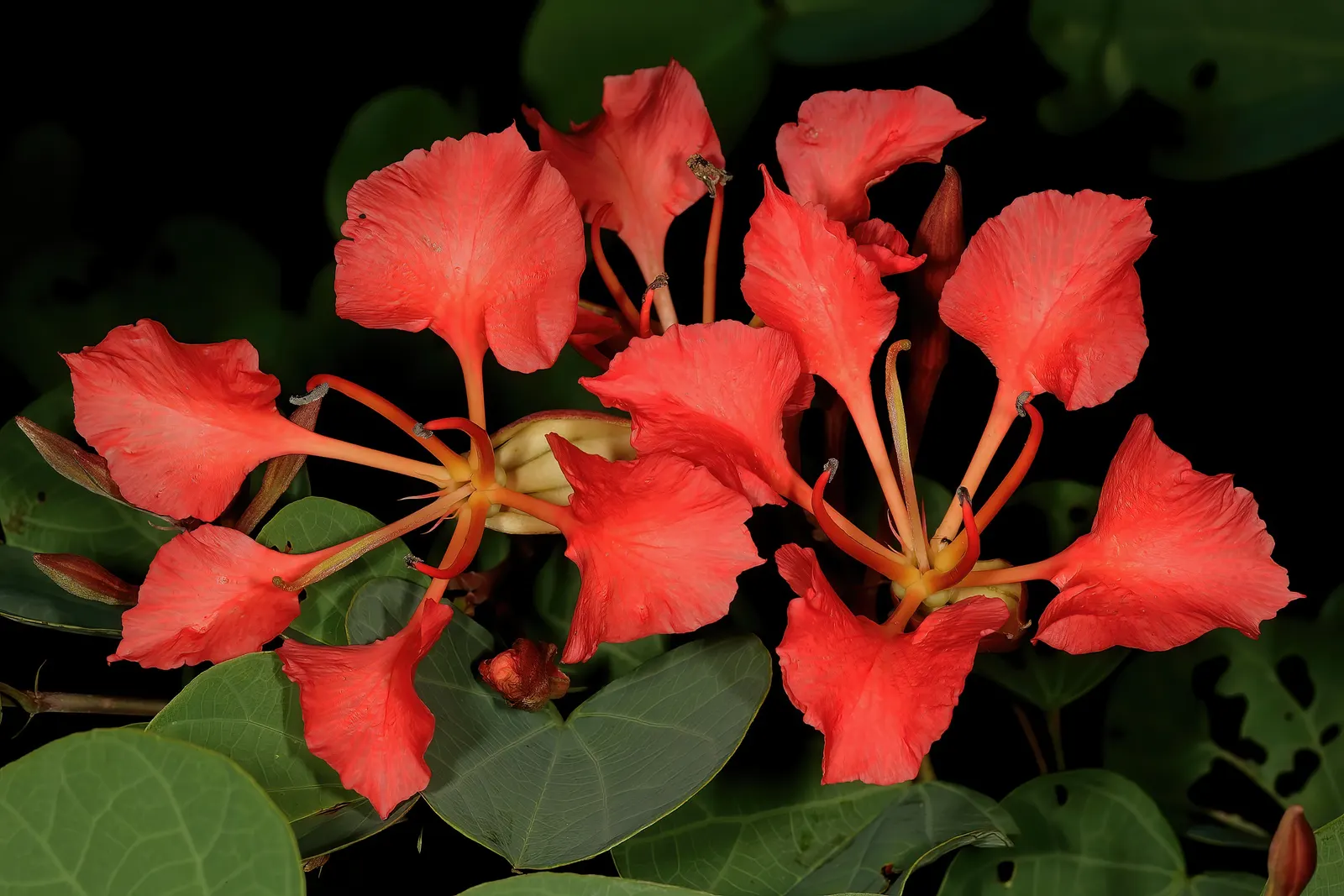 Orange Orchid Bush, (Tree), Red Bau (Bauhinia Galpinii) — it thrives in well-drained soil