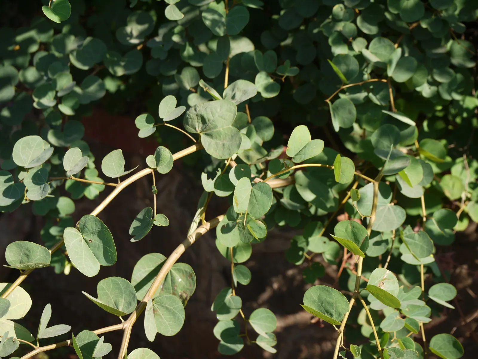 Orange Orchid Bush, (Tree), Red Bau (Bauhinia Galpinii) — clover-like leaves about 4 to 6 inches across
