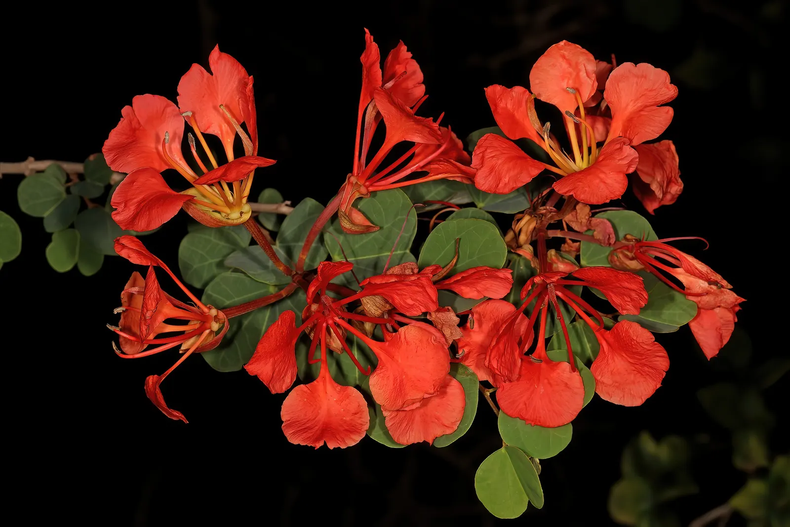 Orange Orchid Bush, (Tree), Red Bau (Bauhinia Galpinii) — commonly known as the Orange Orchid Bush or Red Bau; sprawling shrub with distinctive, image 60