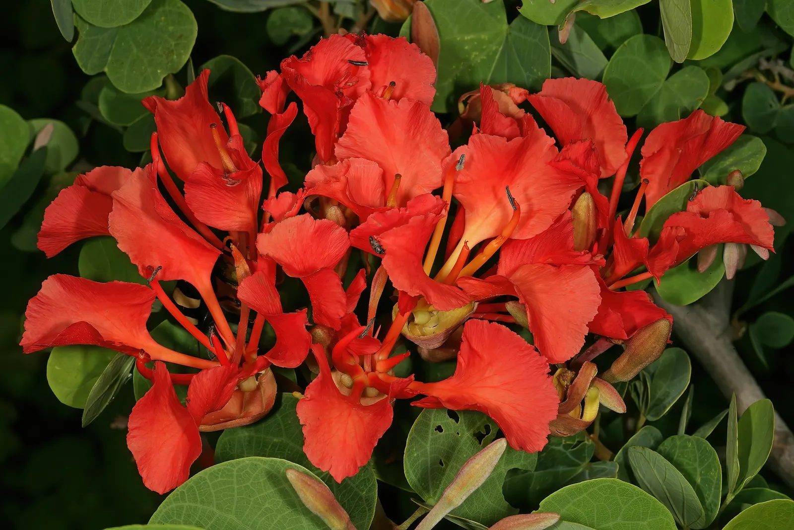 Orange Orchid Bush, (Tree), Red Bau (Bauhinia Galpinii) — sprawling shrub that can be trained into an attractive small tree; commonly known as the Orange