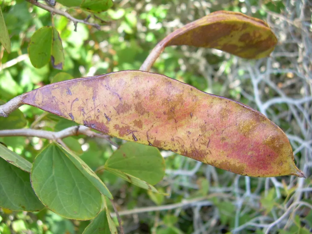 Orange Orchid Bush, (Tree), Red Bau (Bauhinia Galpinii) — this Bauhinia species is renowned for its striking floral display and robust nature; it is, image 63
