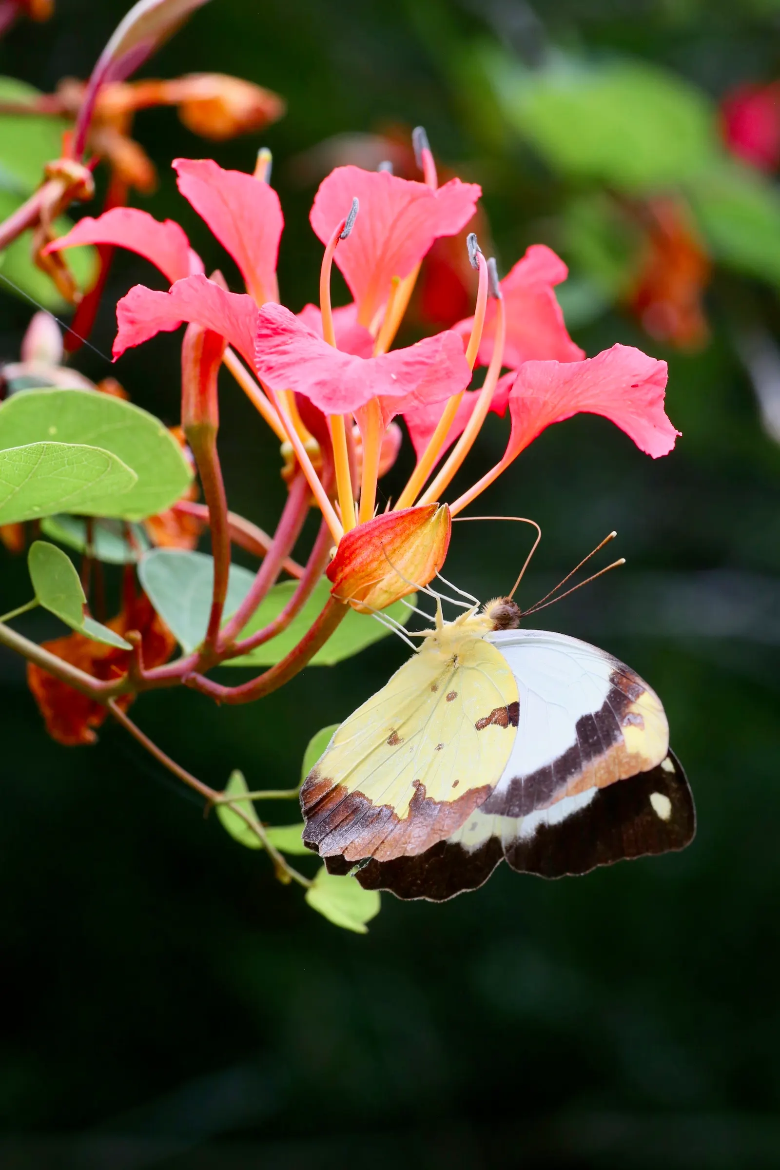 Orange Orchid Bush, (Tree), Red Bau (Bauhinia Galpinii) — shrub with orange and red blooms; the Orange Orchid Bush showcases a profusion of vivid