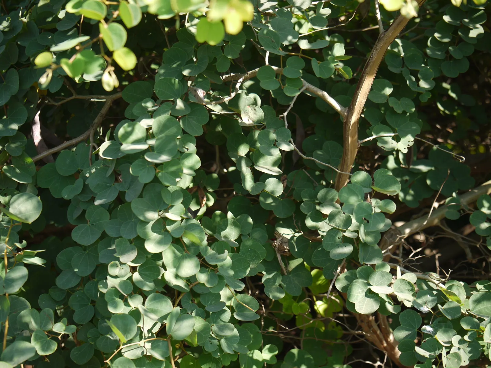 Orange Orchid Bush, (Tree), Red Bau (Bauhinia Galpinii) — Originating from South Africa; which turn a warm yellow before shedding in the, image 62