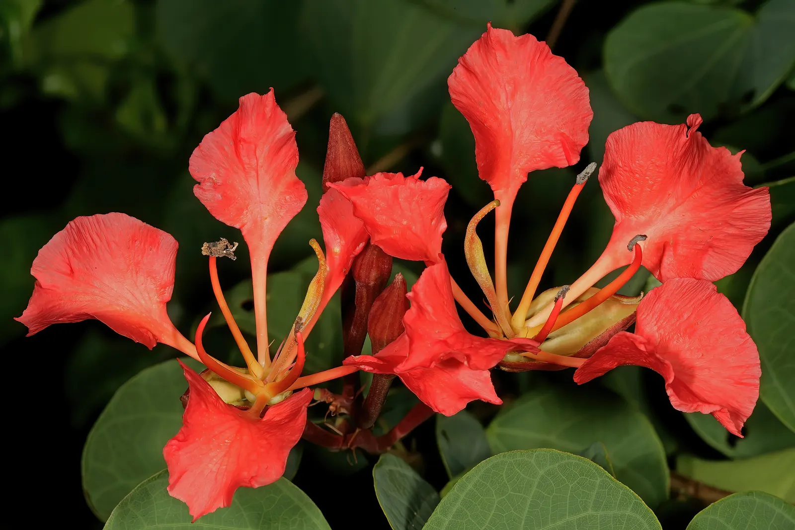 Orange Orchid Bush, (Tree), Red Bau (Bauhinia Galpinii) — commonly known as the Orange Orchid Bush or Red Bau