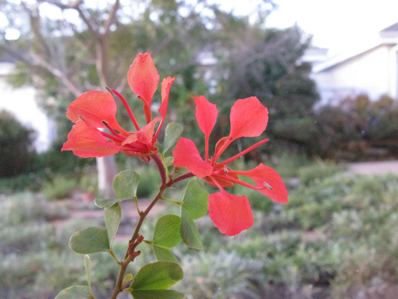 Orange Orchid Bush, (Tree), Red Bau (Bauhinia Galpinii) — this Bauhinia species is renowned for its striking floral display and robust nature