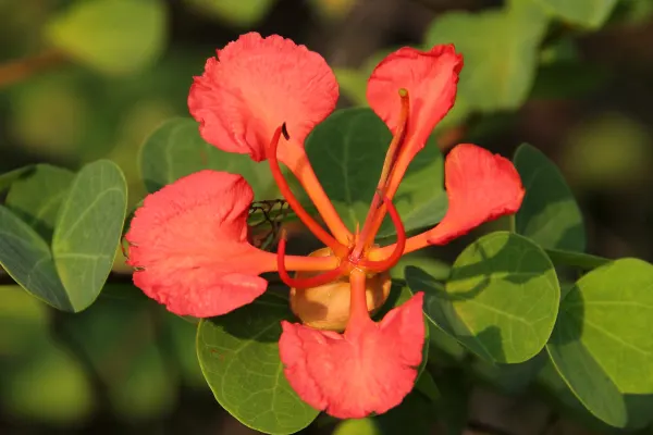 Orange Orchid Bush, (Tree), Red Bau (Bauhinia Galpinii) — reaching heights of 6 to 10 feet with an equal or sometimes larger spread of up to 15 feet if left