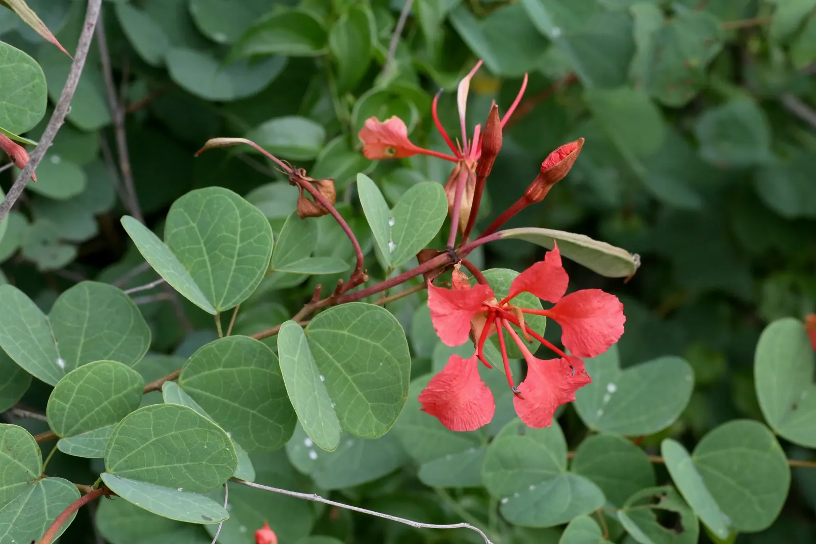 Orange Orchid Bush, (Tree), Red Bau (Bauhinia Galpinii) — which turn a warm yellow before shedding in the fall.<br><br>From late spring to fall