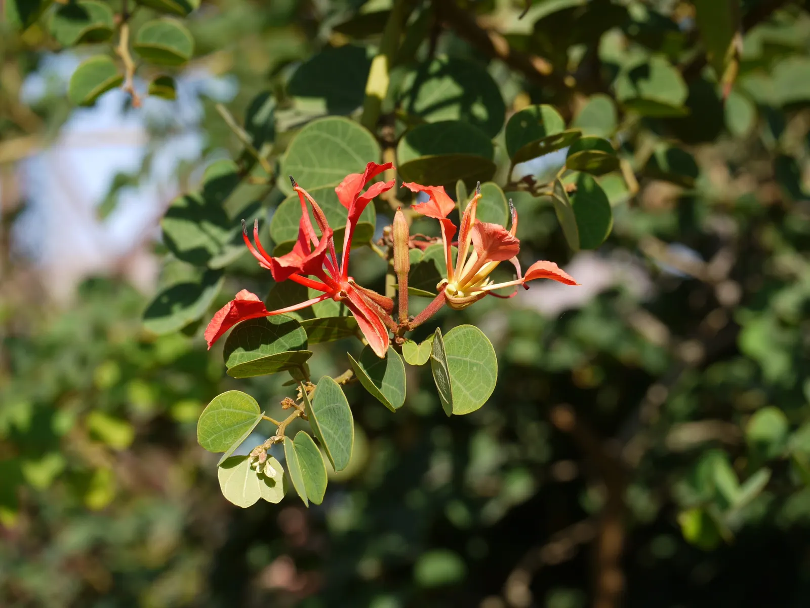 Orange Orchid Bush, (Tree), Red Bau (Bauhinia Galpinii) — adding a tropical flair to the landscape; its branches arch gracefully and are adorned with two-lobed