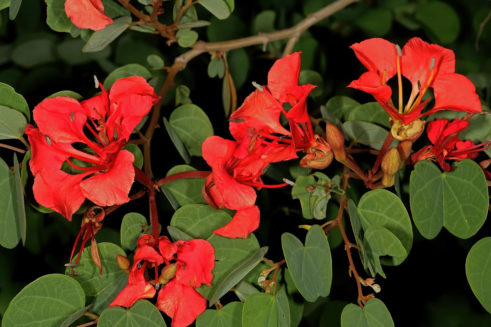 Orange Orchid Bush, (Tree), Red Bau (Bauhinia Galpinii) — adding a tropical flair to the landscape