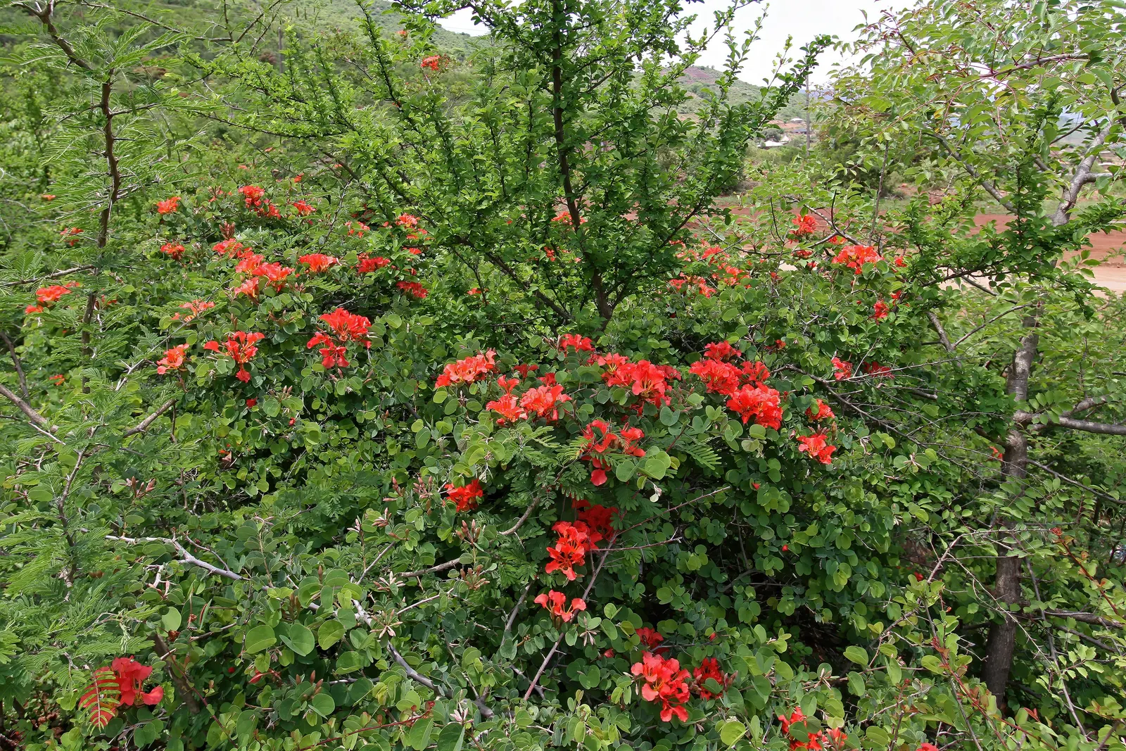 Orange Orchid Bush, (Tree), Red Bau (Bauhinia Galpinii) — shrub for full or half