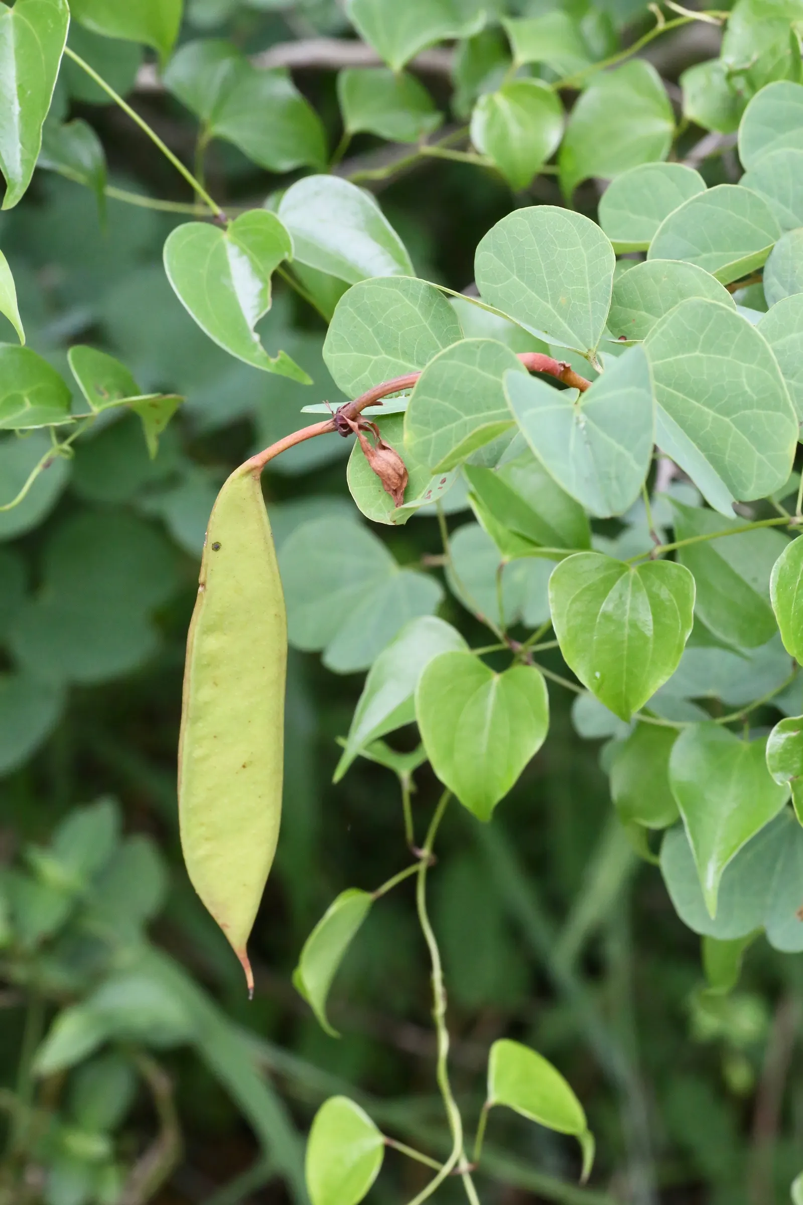 Orange Orchid Bush, (Tree), Red Bau (Bauhinia Galpinii) — It is drought-tolerant once established and can adapt to various soil types, provided, image 48