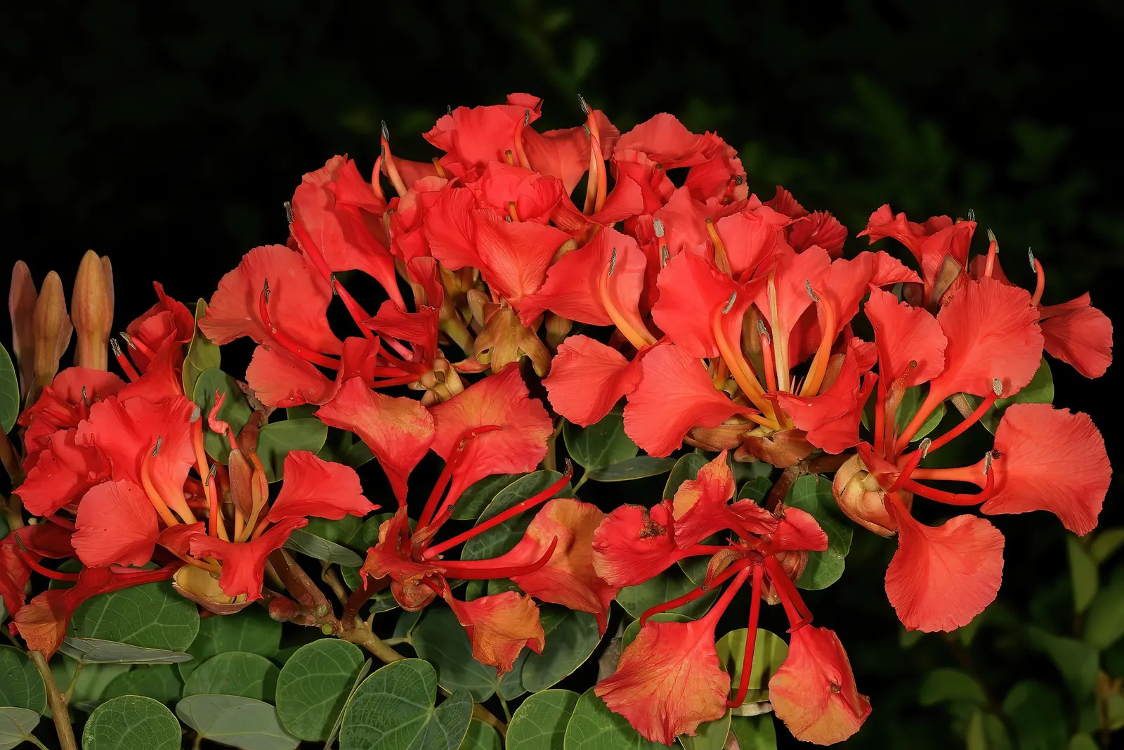 Orange Orchid Bush, (Tree), Red Bau (Bauhinia Galpinii) — including bees and butterflies
