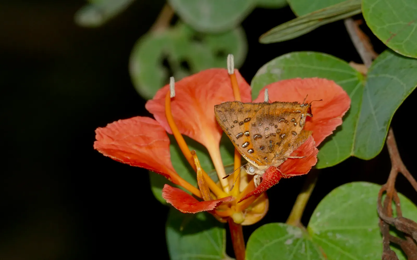 Orange Orchid Bush, (Tree), Red Bau (Bauhinia Galpinii) — reaching heights of 6 to 10 feet with an equal or sometimes larger spread of up to 15, image 64