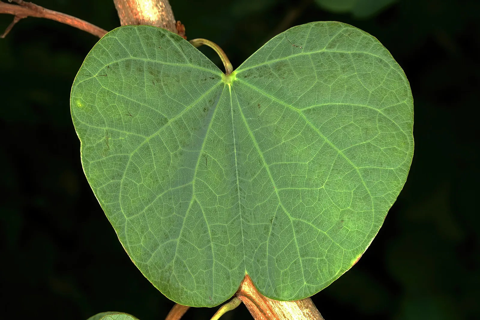 Orange Orchid Bush, (Tree), Red Bau (Bauhinia Galpinii) — Preferring full sun to partial shade