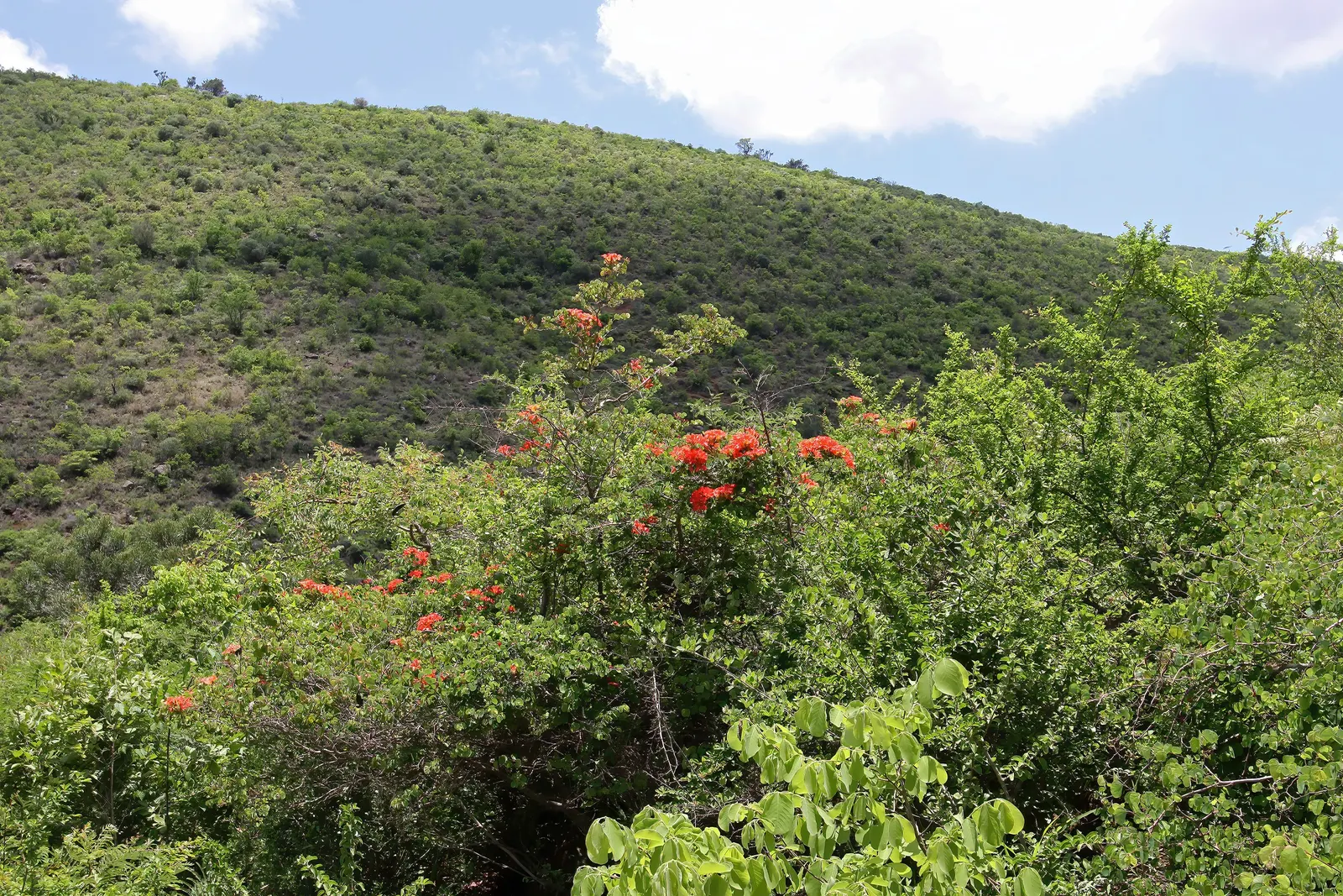 Orange Orchid Bush, (Tree), Red Bau (Bauhinia Galpinii) — orange and red flowers in the garden