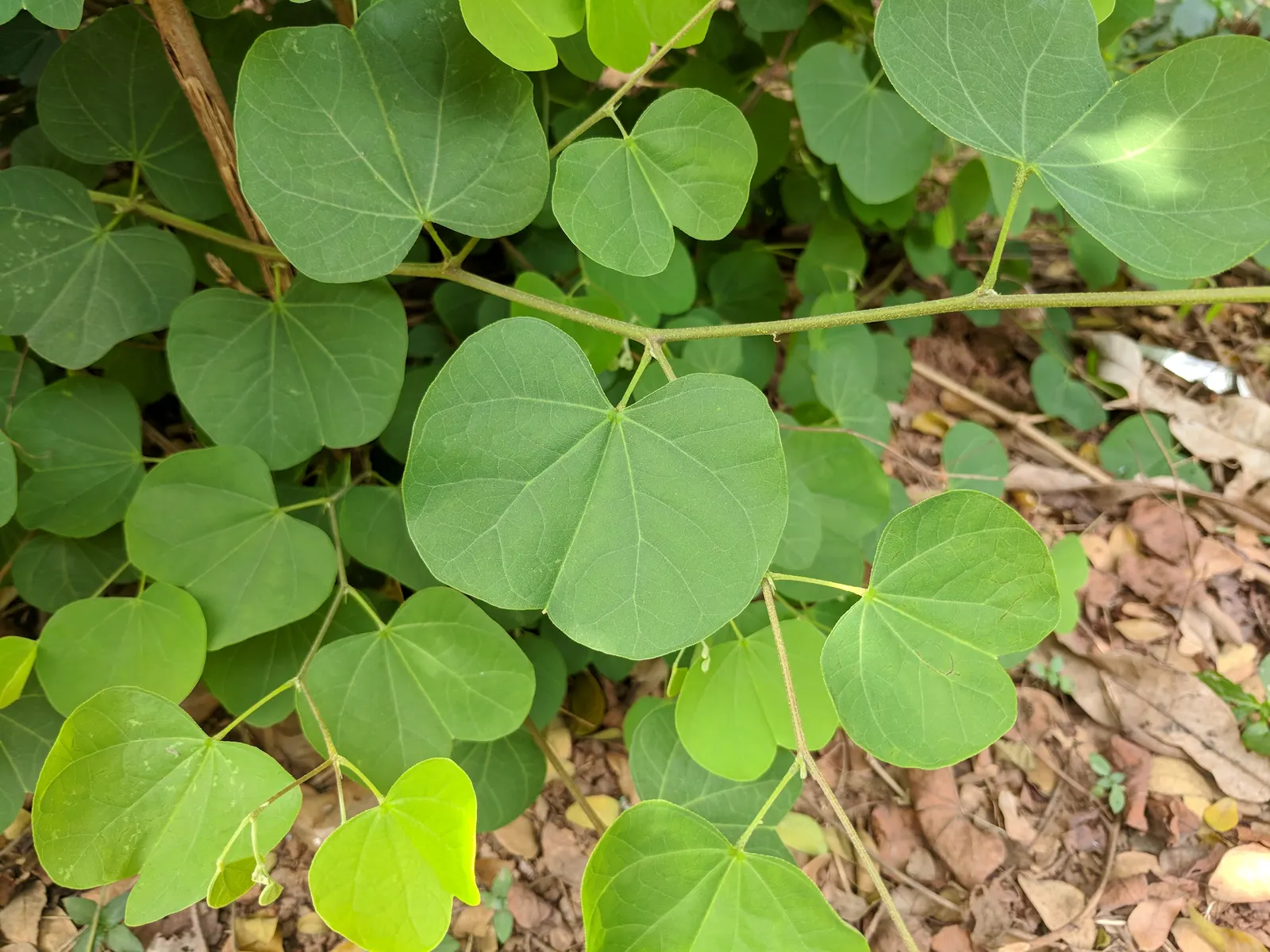 Orange Orchid Bush, (Tree), Red Bau (Bauhinia Galpinii) — Its hardiness and drought tolerance make it an excellent low-maintenance choice for warm, image 59