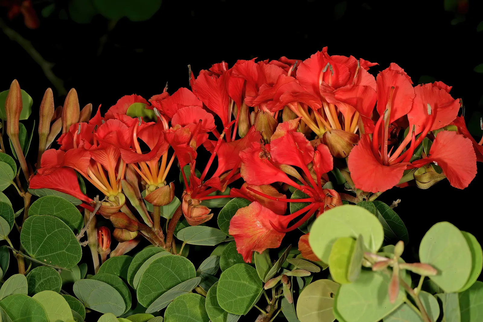 Orange Orchid Bush, (Tree), Red Bau (Bauhinia Galpinii) — sprawling shrub with distinctive; preferring full sun to partial shade