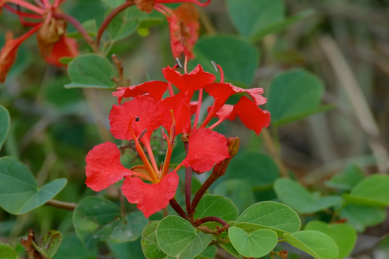 Orange Orchid Bush, (Tree), Red Bau (Bauhinia Galpinii) — sprawling shrub that can be trained into an attractive small tree