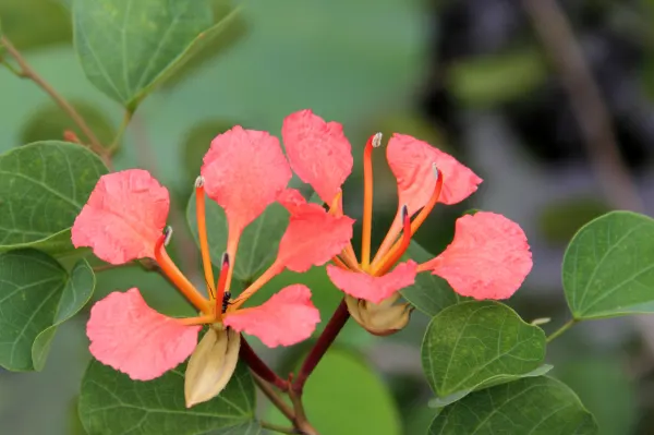 Orange Orchid Bush, (Tree), Red Bau (Bauhinia Galpinii) — shrub with orange and red blooms