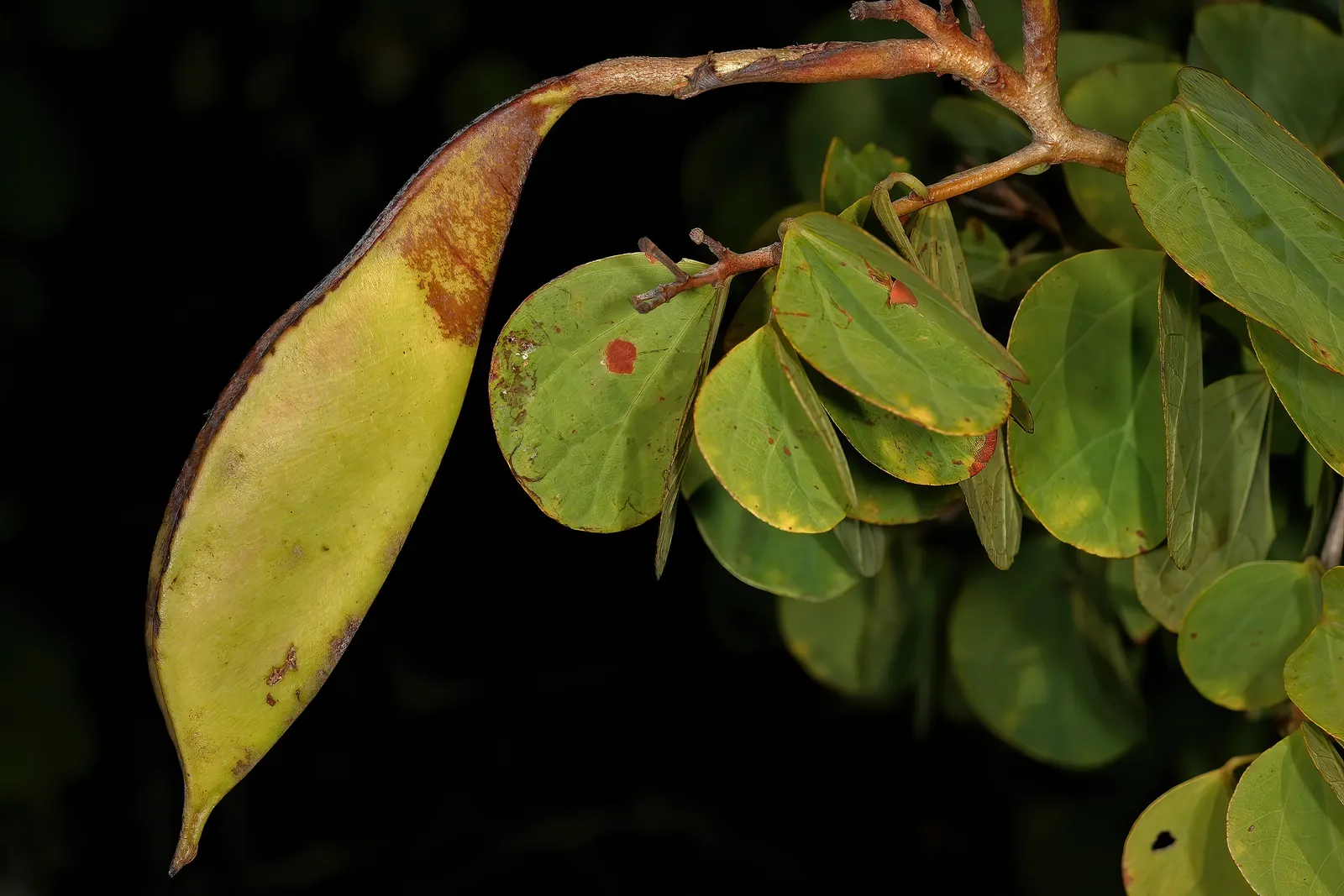 Orange Orchid Bush, (Tree), Red Bau (Bauhinia Galpinii) — which turn a warm yellow before shedding in the fall.<br><br>From late spring to fall, image 67