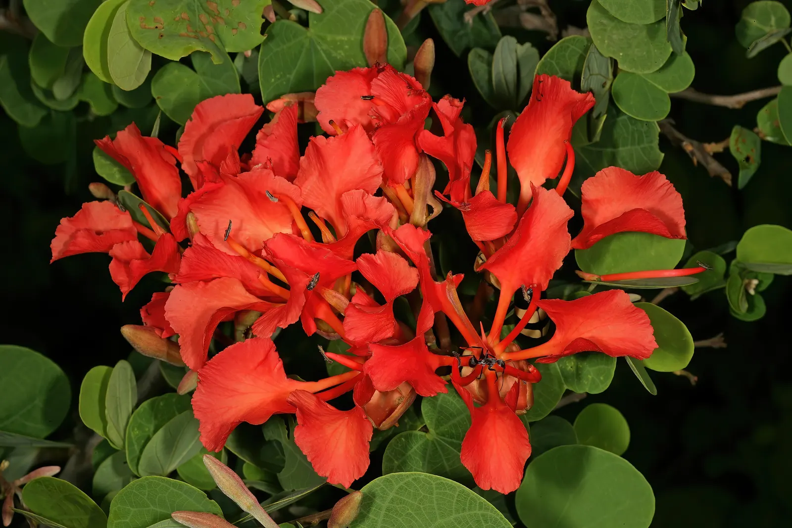 Orange Orchid Bush, (Tree), Red Bau (Bauhinia Galpinii) — adding to the lively ambiance of your garden.<br><br>Preferring full sun to light shade; its