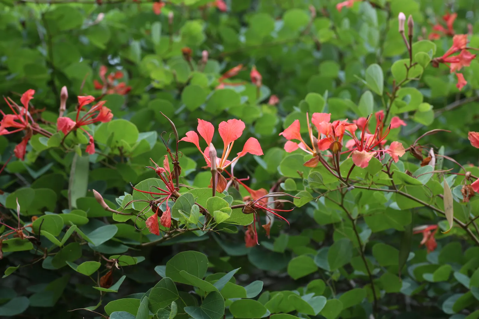 Orange Orchid Bush, (Tree), Red Bau (Bauhinia Galpinii) — Preferring full sun to partial shade; shrub with orange and red blooms, image 56