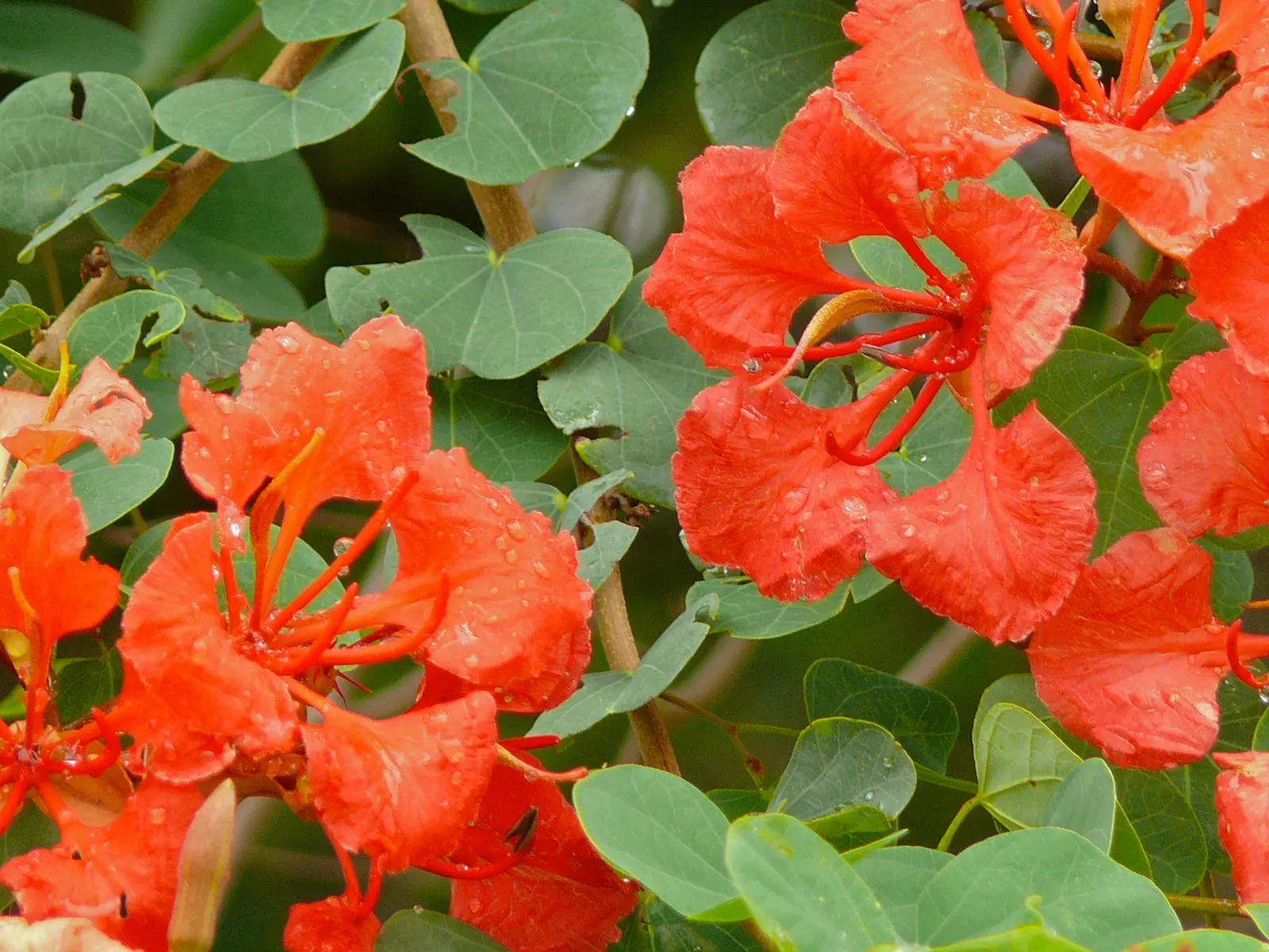 Orange Orchid Bush, (Tree), Red Bau (Bauhinia Galpinii) — reaching heights of 6 to 10 feet with an equal or sometimes larger spread of up to 15, image 38