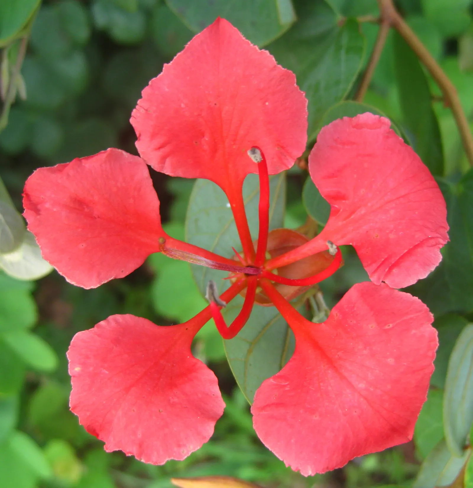 Orange Orchid Bush, (Tree), Red Bau (Bauhinia Galpinii) — it thrives in well-drained soil; adding a tropical flair to the landscape