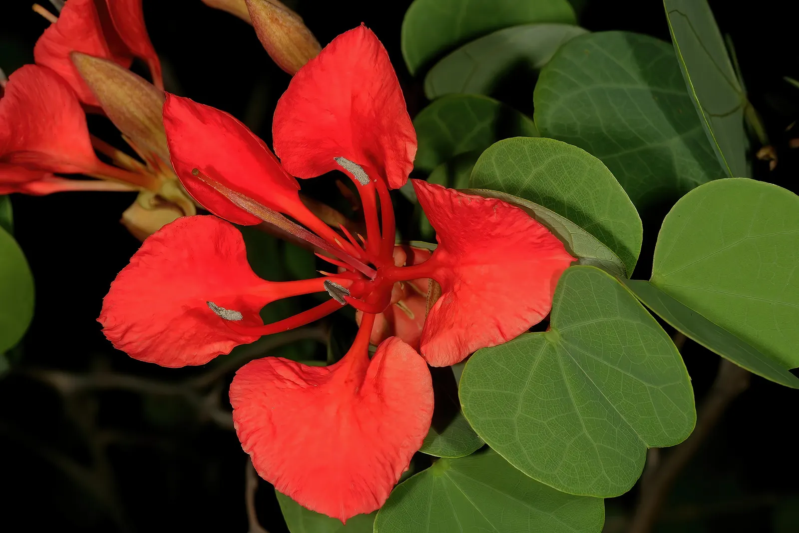 Orange Orchid Bush, (Tree), Red Bau (Bauhinia Galpinii) — clover-like leaves about 4 to 6 inches across; each spanning approximately 4 inches, image 66