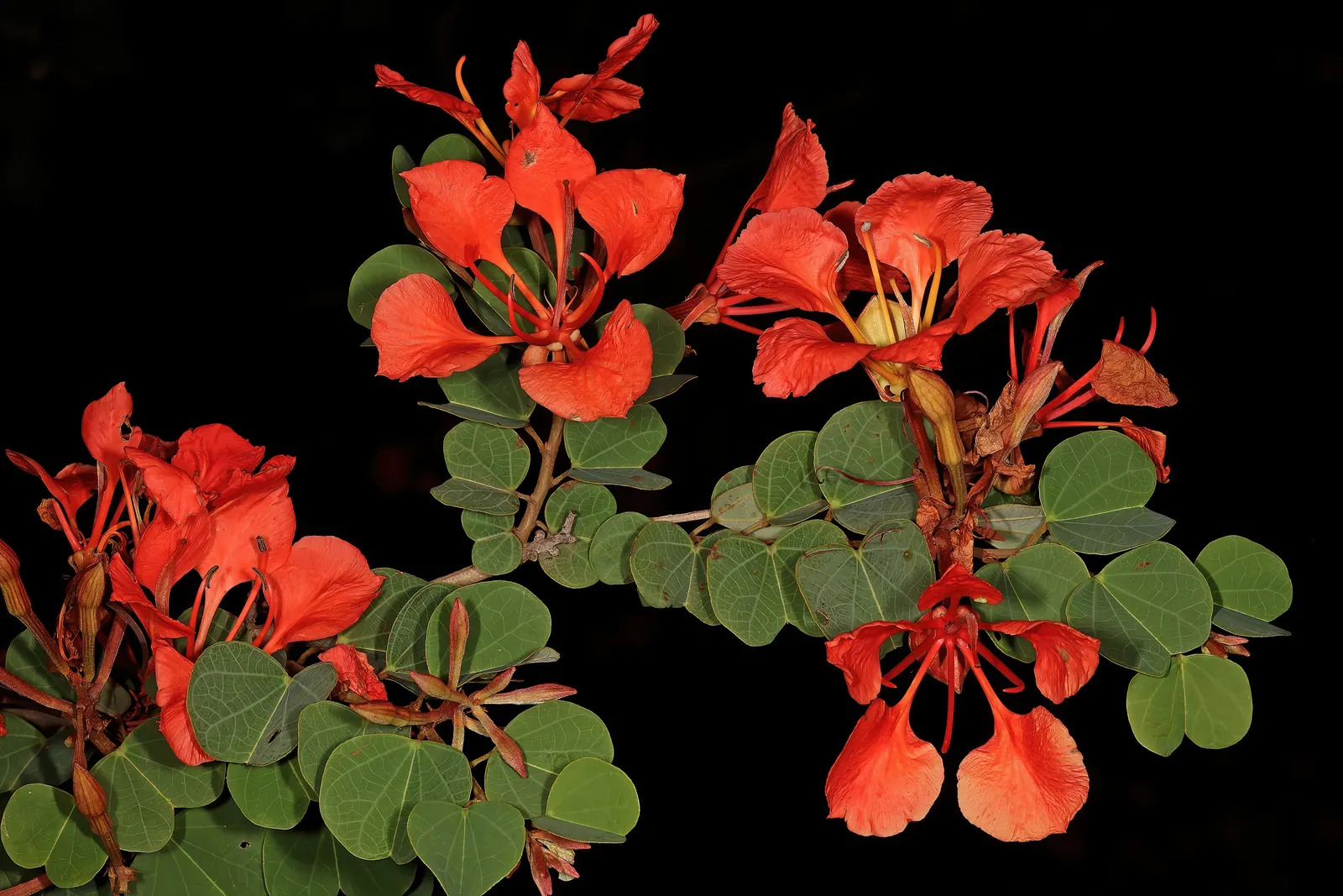 Orange Orchid Bush, (Tree), Red Bau (Bauhinia Galpinii) — each spanning approximately 4 inches; reaching heights of 6 to 10 feet with an equal or, image 69