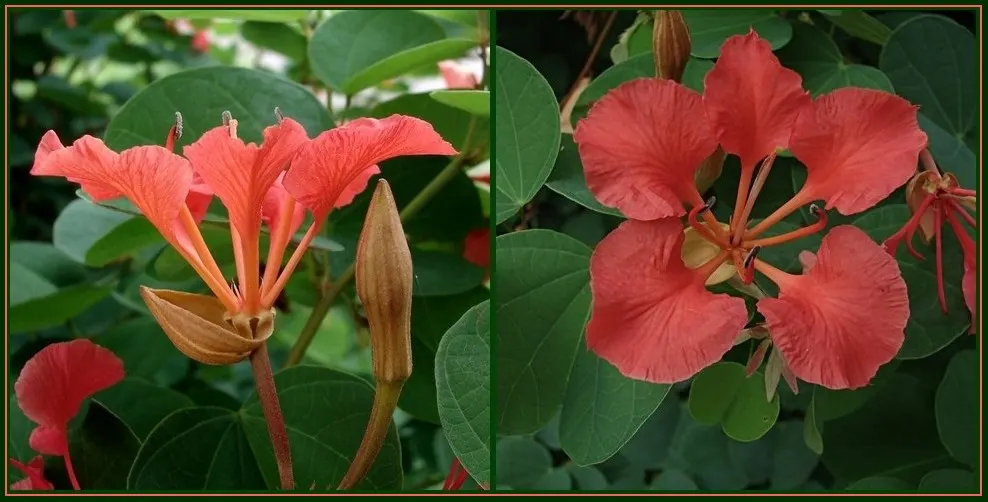 Orange Orchid Bush, (Tree), Red Bau (Bauhinia Galpinii) — Its hardiness and drought tolerance make it an excellent low-maintenance choice for warm climates