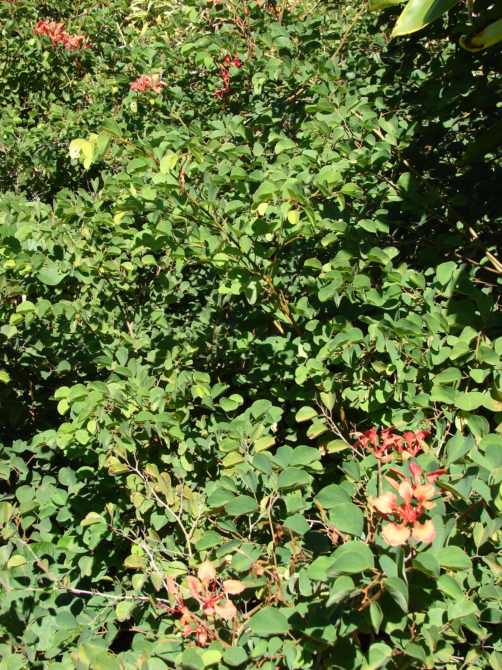Orange Orchid Bush, (Tree), Red Bau (Bauhinia Galpinii) — sprawling shrub that can be trained into an attractive small tree; commonly known as the, image 61