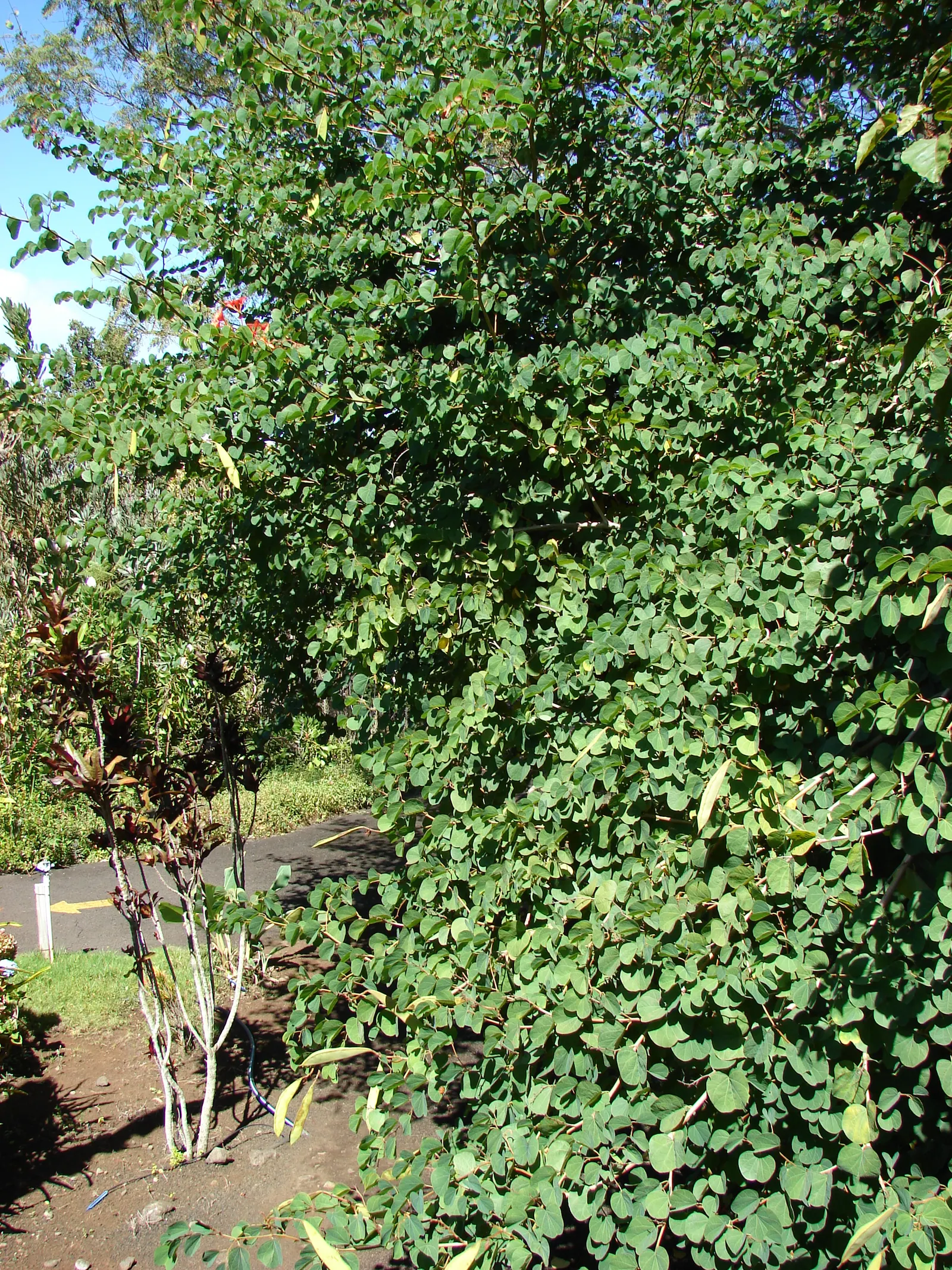 Orange Orchid Bush, (Tree), Red Bau (Bauhinia Galpinii) — adding to the lively ambiance of your garden.<br><br>Preferring full sun to light shade, image 72