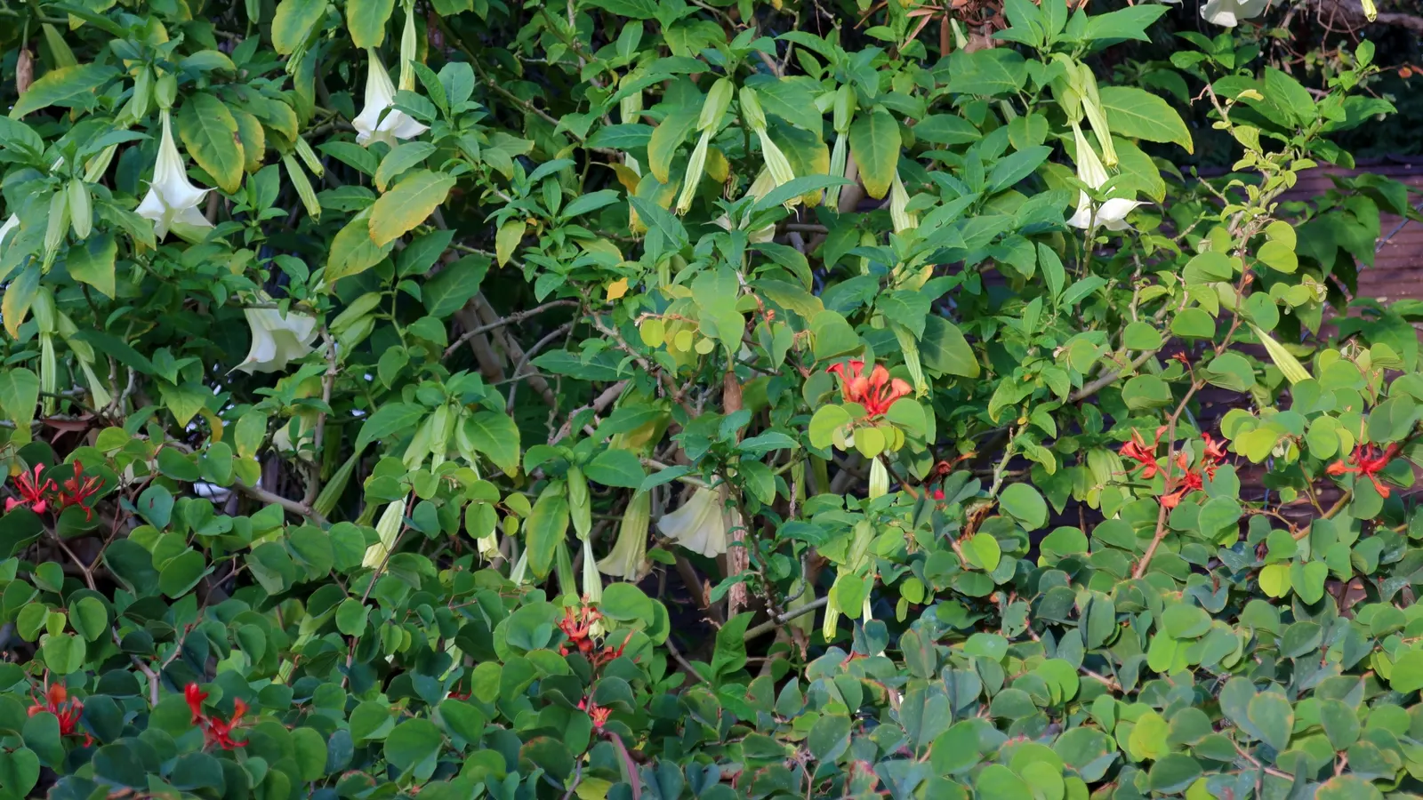 Orange Orchid Bush, (Tree), Red Bau (Bauhinia Galpinii) — Bauhinia galpinii flourishes in USDA hardiness zones 9 to 11