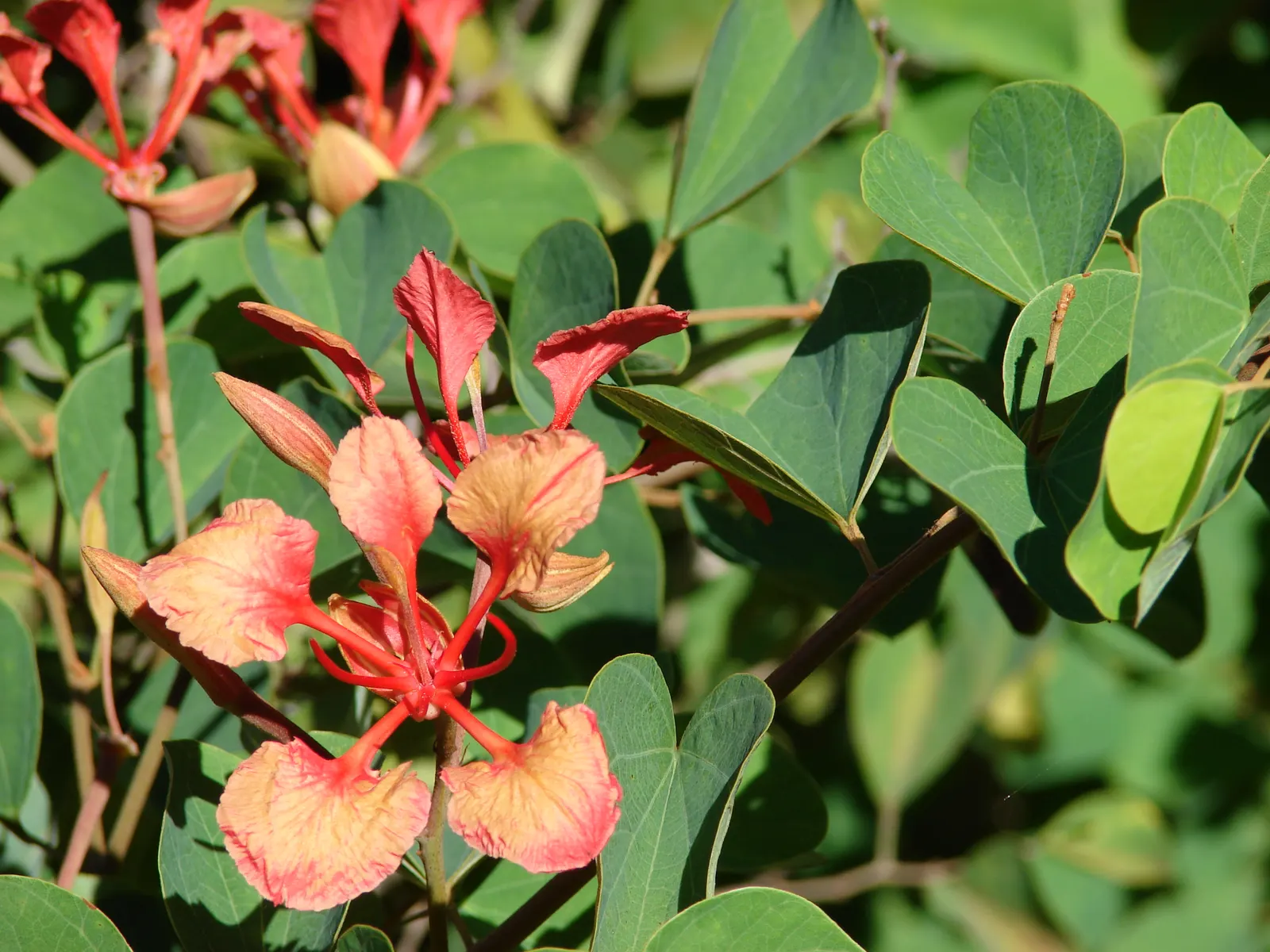 Orange Orchid Bush, (Tree), Red Bau (Bauhinia Galpinii) — Its branches arch gracefully and are adorned with two-lobed; originating from South Africa