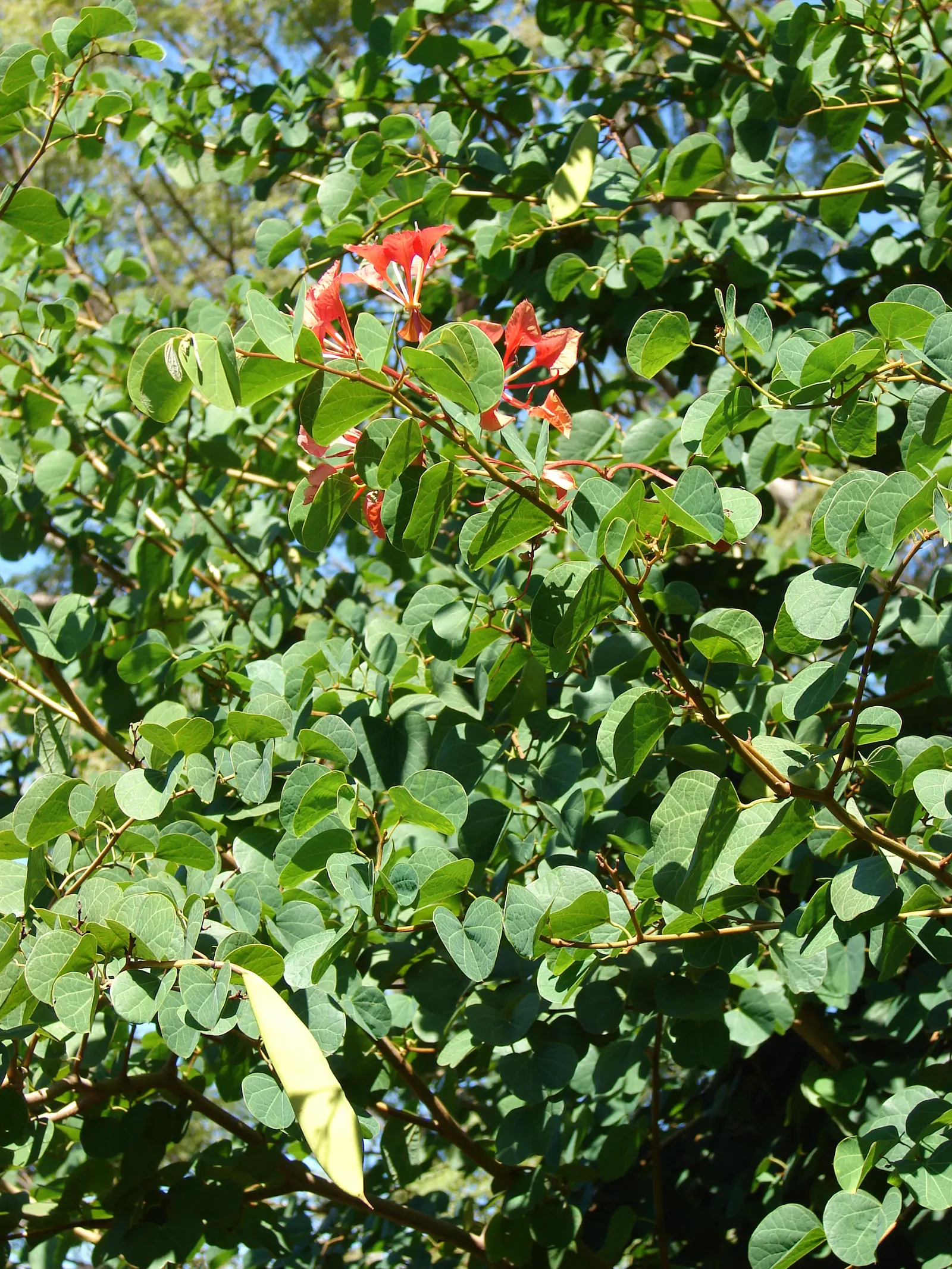 Orange Orchid Bush, (Tree), Red Bau (Bauhinia Galpinii) — including bees and butterflies; shrub for full or half, image 71