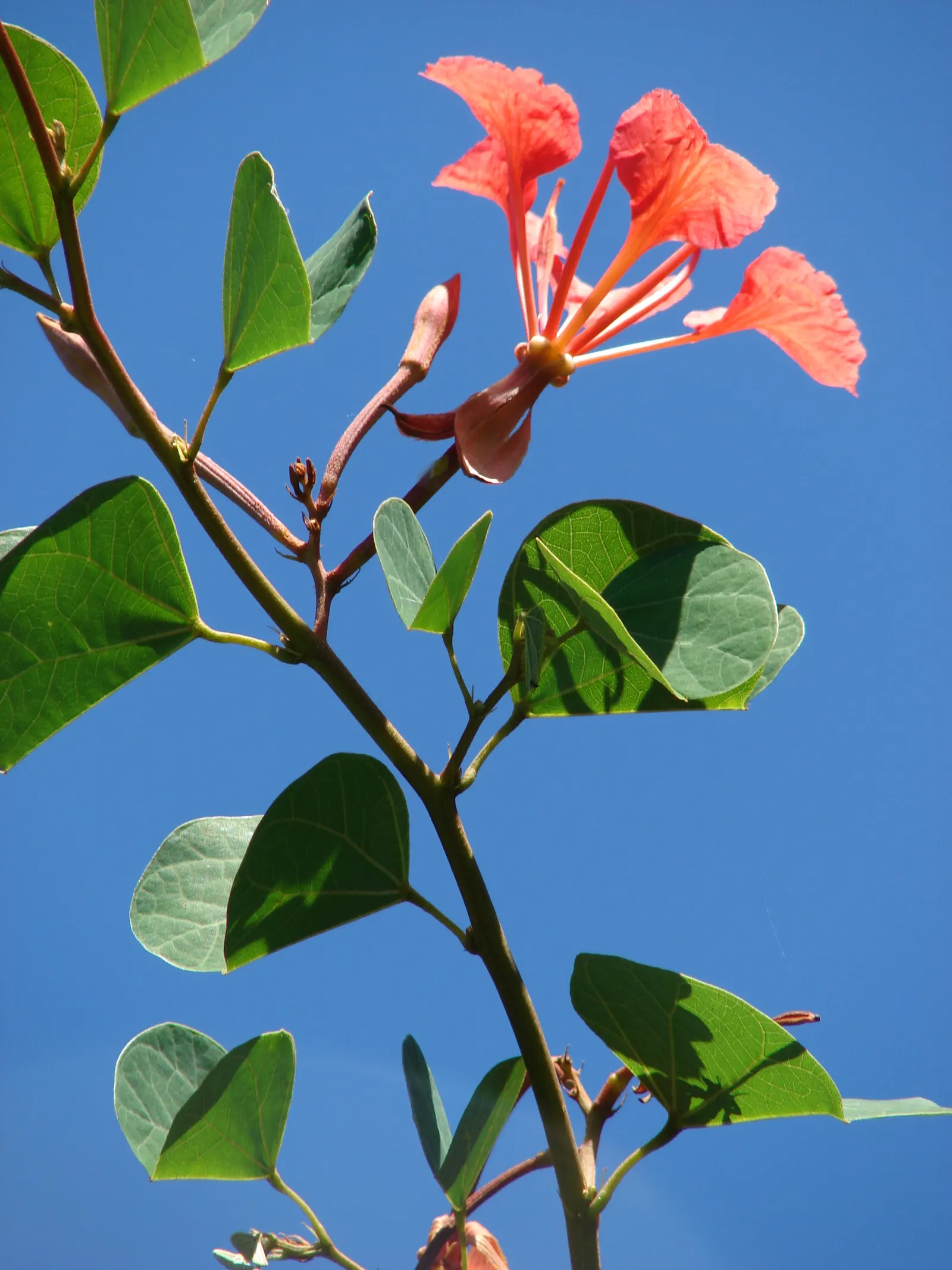 Orange Orchid Bush, (Tree), Red Bau (Bauhinia Galpinii) — Originating from South Africa; which turn a warm yellow before shedding in the fall.<br><br>From late