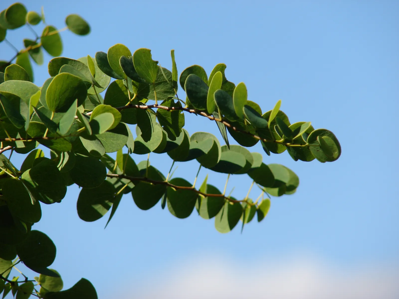 Orange Orchid Bush, (Tree), Red Bau (Bauhinia Galpinii) — Originating from South Africa