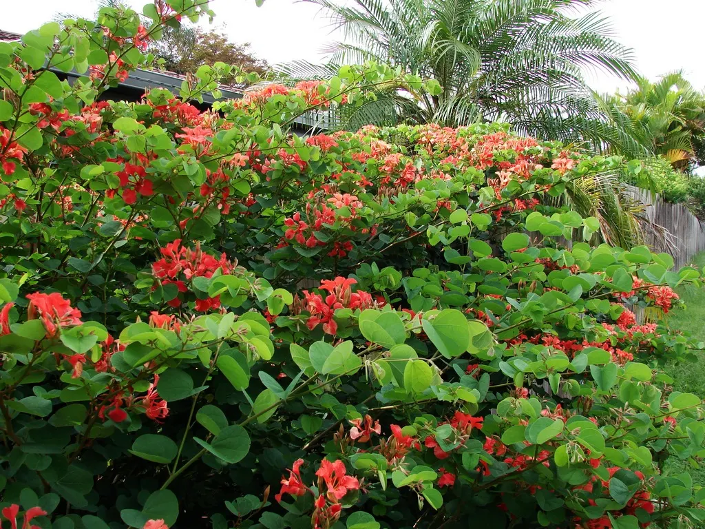 Orange Orchid Bush, (Tree), Red Bau (Bauhinia Galpinii) — It grows up to 10 feet tall and wide, with a rounded canopy; the flowers attract a variety of
