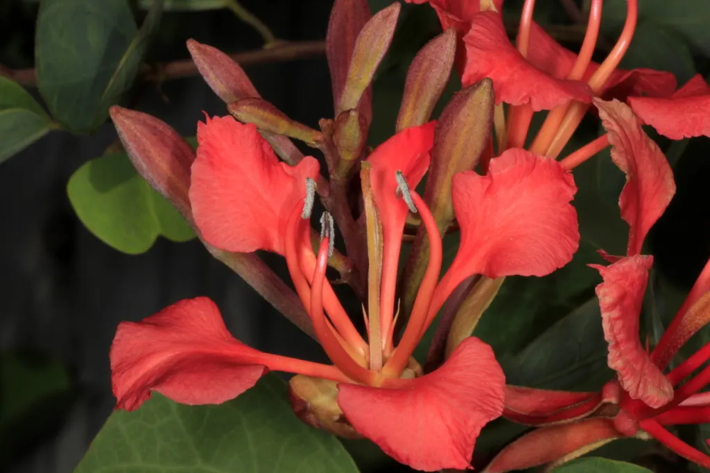 Orange Orchid Bush, (Tree), Red Bau (Bauhinia Galpinii) — the Orange Orchid Bush showcases a profusion of vivid