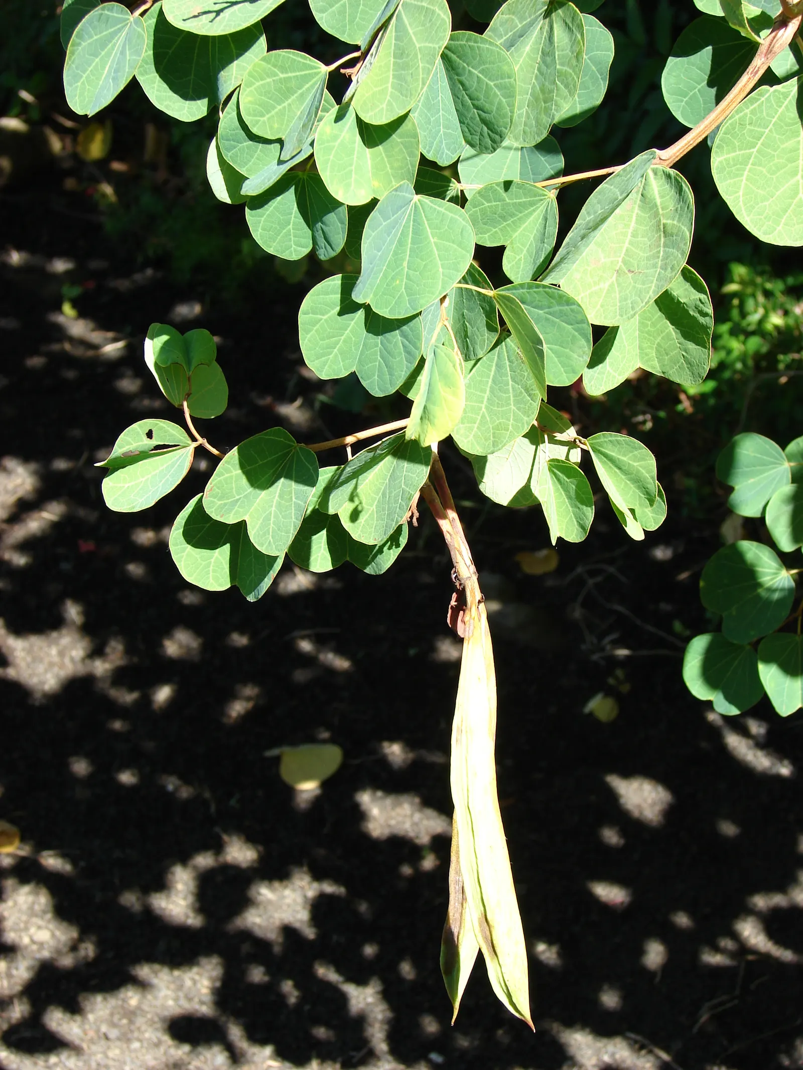 Orange Orchid Bush, (Tree), Red Bau (Bauhinia Galpinii) — including bees and butterflies; shrub for full or half